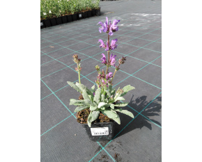 Salvia daghestanica