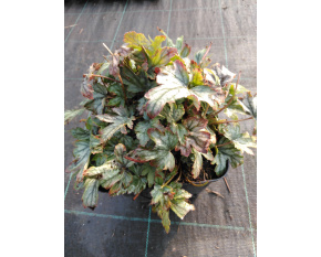 Heucherella ‘White Revolution’