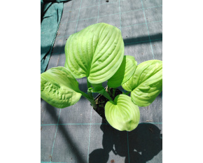 Hosta ‘Victory’