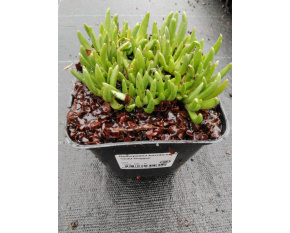 Delosperma basuticum ‘Gold Nugget’