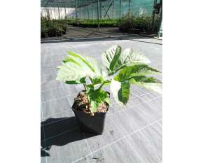 Angelica gigas
