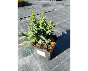 Aster dumosus ‘Paleček’