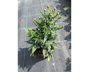 Aster dumosus ‘Paleček’