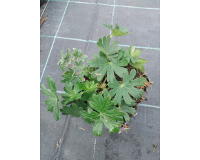 Geranium sanguineum ‘Apfelblüte’