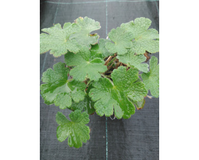 Geranium renardii ‘Philippe Vapelle’