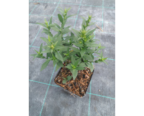 Aster dumosus ‘Herbstgruss vom Bresserhof’