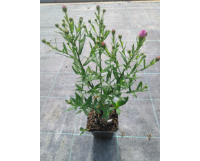 Aster dumosus ‘Herbstgruss vom Bresserhof’