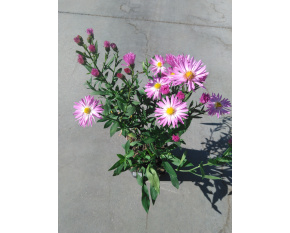 Aster dumosus ‘Herbstgruss vom Bresserhof’