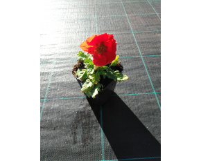 Papaver nudicaule ‘Spring Fever Red’