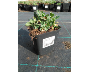 Papaver nudicaule ‘Spring Fever Red’