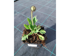 Papaver nudicaule ‘Spring Fever Red’