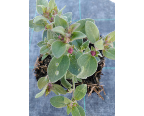 Antirrhinum hispanicum ‘Roseum’