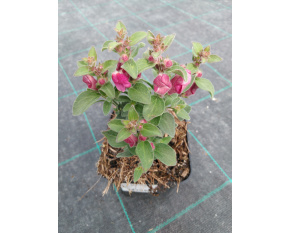 Antirrhinum hispanicum ‘Roseum’