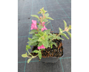 Antirrhinum hispanicum ‘Roseum’