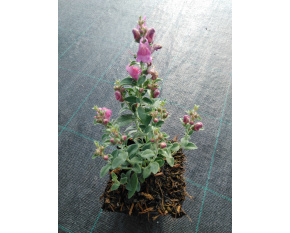 Antirrhinum hispanicum ‘Roseum’