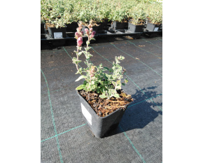 Antirrhinum hispanicum ‘Roseum’