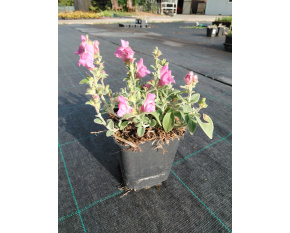 Antirrhinum hispanicum ‘Roseum’
