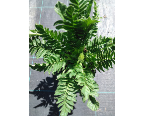 Incarvillea delavayi ‘Snowtop’