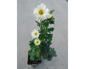 Chrysanthemum ‘Poesie’