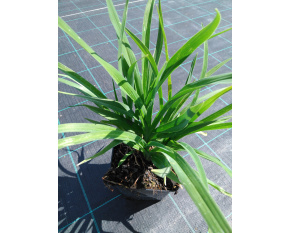 Hemerocallis ‘Crimson Pirate’