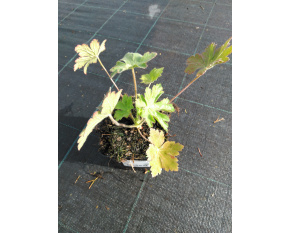 Geranium macrorrhizum ‘Spessart’