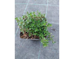 Thymus pulegioides