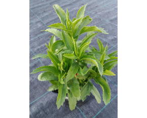 Physostegia virginiana ‘Alba’