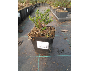 Iberis sempervirens ‘Snowflake’