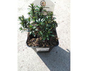 Iberis sempervirens ‘Snowflake’