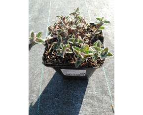 Nepeta racemosa ‘Walker's Low’