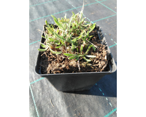 Achillea filipendulina ‘Coronation Gold’