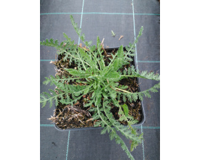 Achillea filipendulina ‘Coronation Gold’