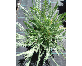 Achillea filipendulina ‘Coronation Gold’