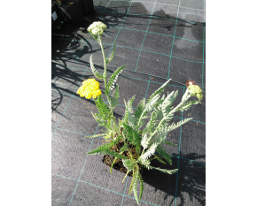 Achillea filipendulina ‘Coronation Gold’