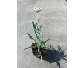 Achillea filipendulina ‘Coronation Gold’