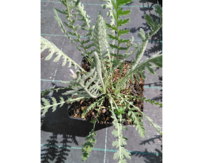 Achillea filipendulina ‘Coronation Gold’