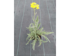 Achillea filipendulina ‘Coronation Gold’