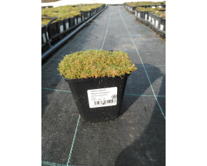 Silene acaulis ‘Mount Snowdon’