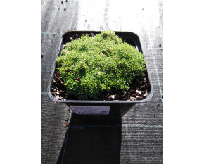 Silene acaulis ‘Mount Snowdon’