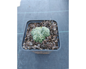 Saxifraga × fleischeri