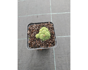 Saxifraga × fleischeri
