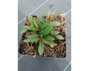 Phlox paniculata ‘Early Red’