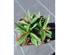 Phlox paniculata ‘Early Red’