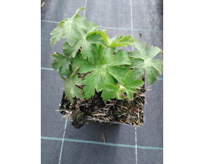 Geranium macrorrhizum P11x11