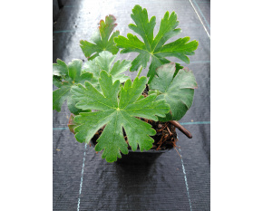 Geranium macrorrhizum P11x11