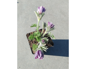 Pulsatilla hybr. ‘Papageno’