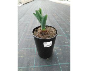 Allium ‘Gladiator’