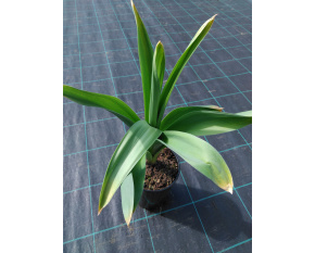 Allium ‘Gladiator’