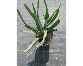 Yucca filamentosa