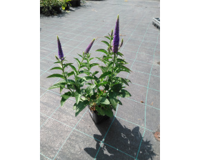Veronica longifolia ‘First Glory’